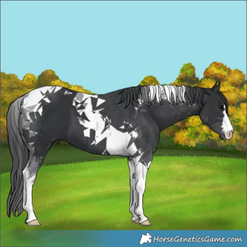 Horse Color:Black Tobiano 