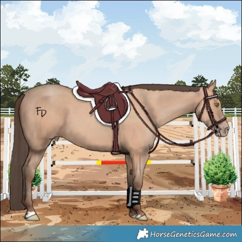 Horse Color:Amber Champagne 