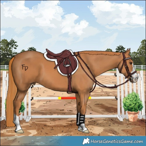 Horse Color:Chestnut 