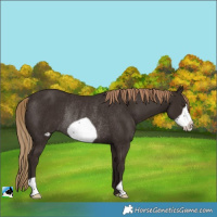 Horse Color:Liver Chestnut Frame Rabicano 