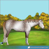 Horse Color:Gray Chestnut Splash 