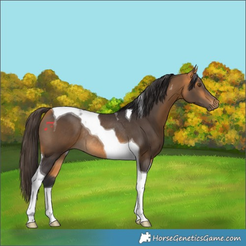 Horse Color:Buckskin Tobiano Rabicano