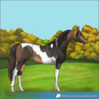 Horse Color:Buckskin Tobiano Rabicano