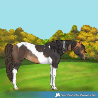 Horse Color:Buckskin Tobiano Rabicano 