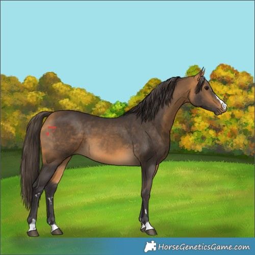 Horse Color:Buckskin 