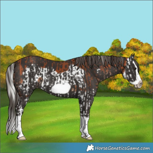 Horse Color:Silver Bay Splash Frame  and Liver Chestnut Splash Frame 