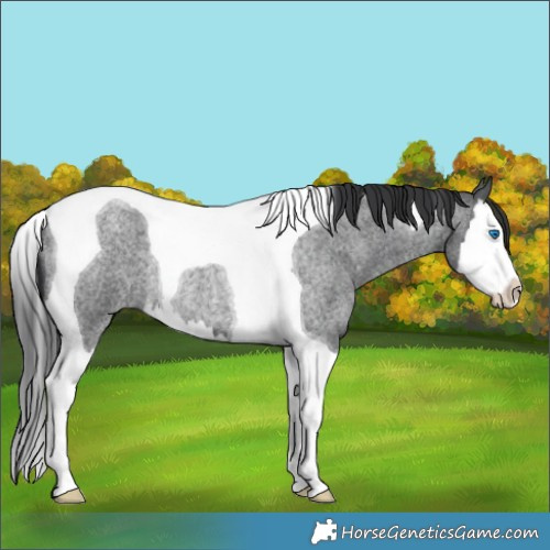 Horse Color:Blue Roan Splash Tobiano Rabicano