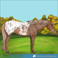 Horse Color:Chestnut Appaloosa 