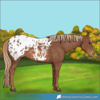 Horse Color:Chestnut Appaloosa 