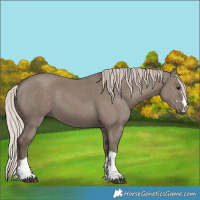 Horse Color:Unknown