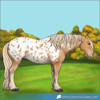 Horse Color:Palomino Appaloosa 