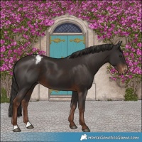 Horse Color:Liver Chestnut Varnish 