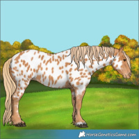 Horse Color:Chestnut Appaloosa 