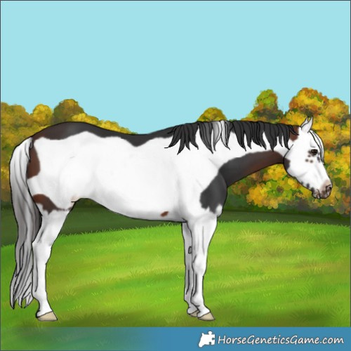 Horse Color:Brown Splash Frame 