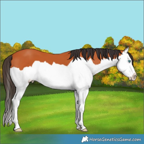 Horse Color:Bay Splash 