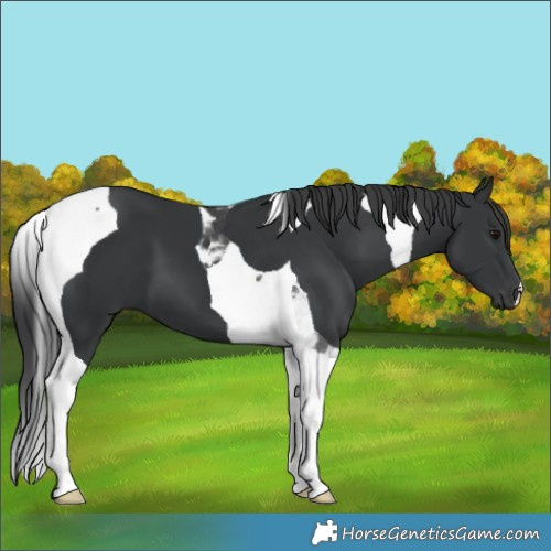 Horse Color:Black Tobiano 