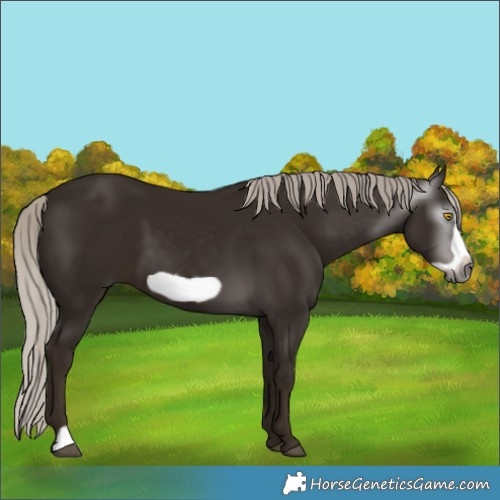 Horse Color:Gray Silver Black Frame