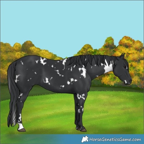 Horse Color:White Spotted Black 