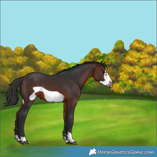 Horse Color:Brown Frame
