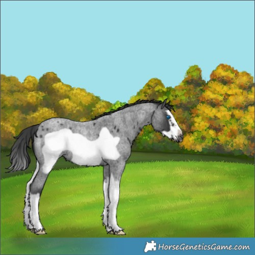 Horse Color:Blue Roan Splash Frame