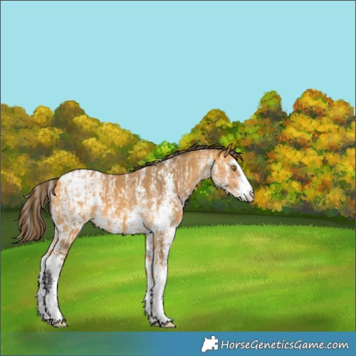Horse Color:Amber Champagne Sabino Varnish  and Buckskin Sabino Blanket 