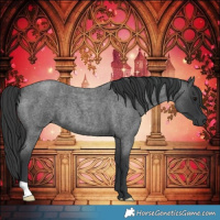 Horse Color:Blue Roan 