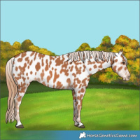 Horse Color:Chestnut Near Leopard 