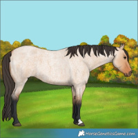 Horse Color:Bay Roan Dun 