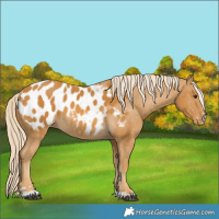 Horse Color:Palomino Appaloosa 