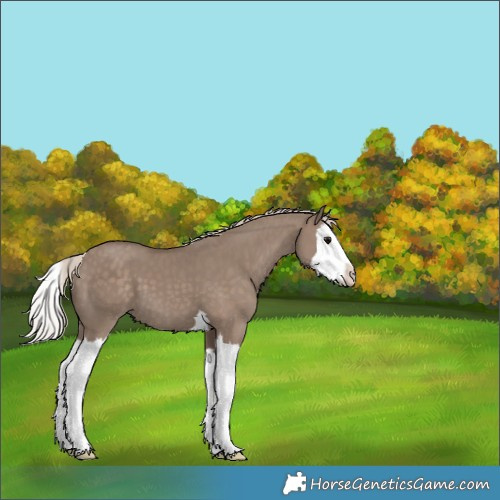 Horse Color:Silver Grullo Splash