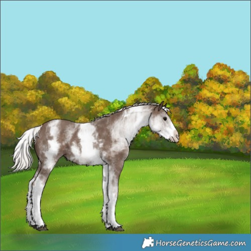 Horse Color:White Spotted Silver Black