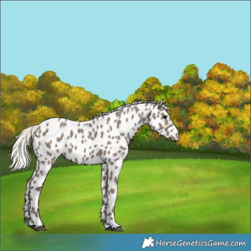 Horse Color:Silver Grullo Leopard 