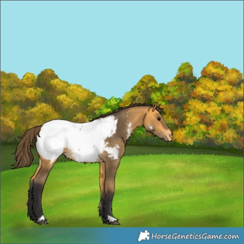 Horse Color:Buckskin Snowcap