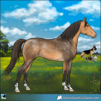 Horse Color:Buckskin Mushroom Rabicano 