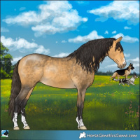 Horse Color:Buckskin Mushroom Rabicano