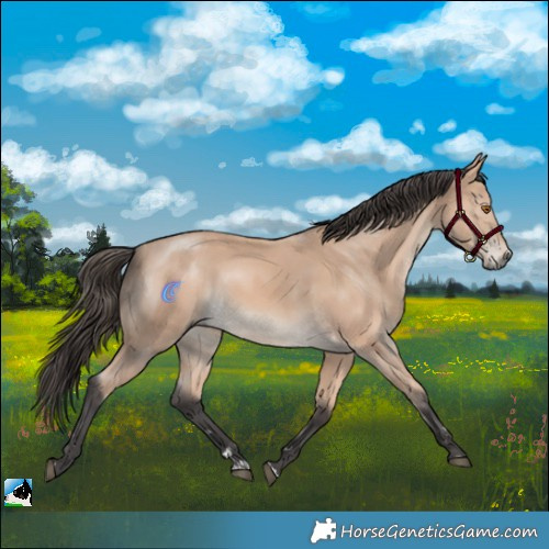 Horse Color:Buckskin Mushroom 