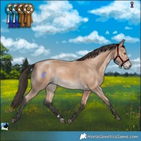 Horse Color:Buckskin Mushroom