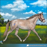 Horse Color:Perlino Mushroom