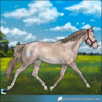 Horse Color:Perlino Mushroom
