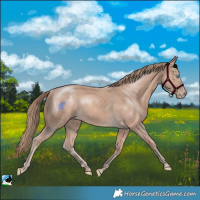 Horse Color:Perlino Mushroom 