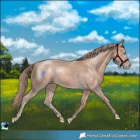 Horse Color:Perlino Mushroom 