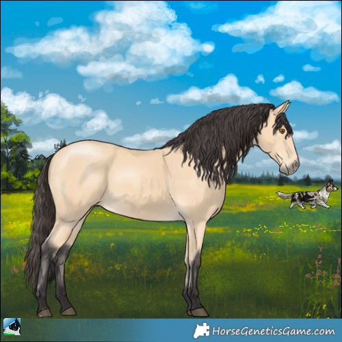 Horse Color:Buckskin Mushroom Rabicano 