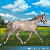 Horse Color:Perlino Mushroom 