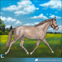 Horse Color:Perlino Mushroom 