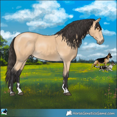 Horse Color:Buckskin Mushroom Rabicano 