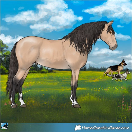 Horse Color:Buckskin Mushroom Rabicano 