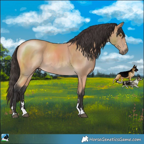Horse Color:Buckskin Mushroom Rabicano 