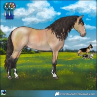 Horse Color:Buckskin Mushroom Rabicano 