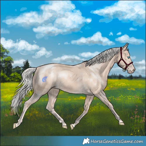Horse Color:Cremello Mushroom 