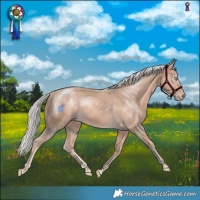 Horse Color:Cremello Mushroom 